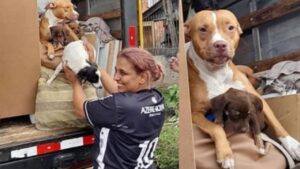 Questa donna trasloca ma non ha la minima intenzione di lasciare indietro i suoi cani: li mette nel camion e li porta con sé