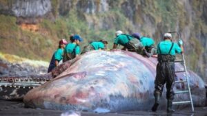 Un capodoglio gigantesco si è spiaggiato sulle Isole Canarie: la causa della morte è particolare