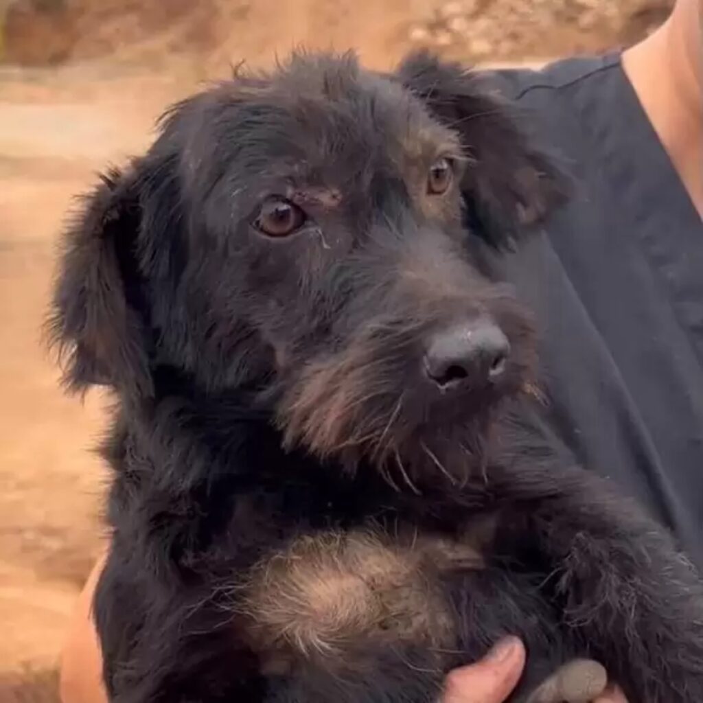 cane in braccio a volontaria