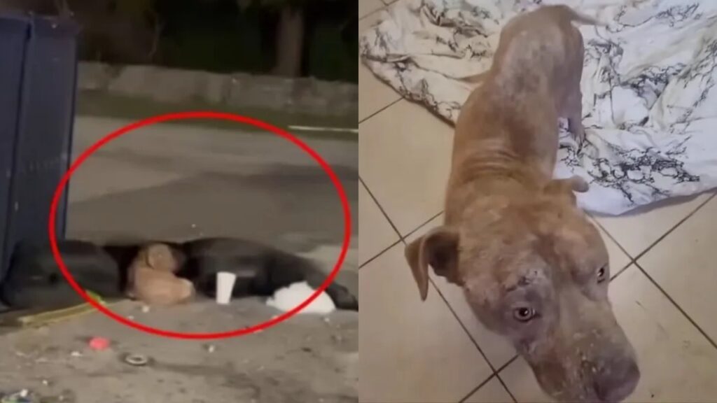 cane randagio vicino ad un cassonetto