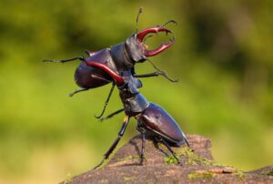 Potrebbe fare paura, ma è innocuo e bellissimo: il cervo volante è un gioiello della natura