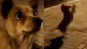 Cane randagio fa le feste quando la passante gli dona del cibo (VIDEO)