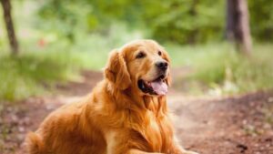 Come calcolare l’età del vostro cane con un metodo tutto nuovo