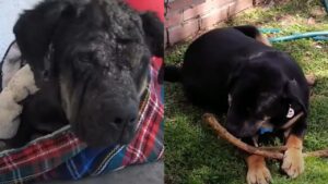 L’ingegnoso salvataggio di un cane grazie ad una coperta (VIDEO)