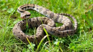 Cosa attira i serpenti in giardino? Vediamolo insieme