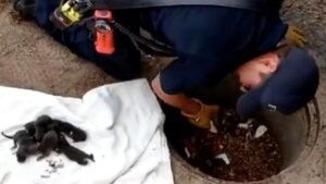 I vigili del fuoco salvano una cucciolata per poi scoprire che non erano affatto cuccioli