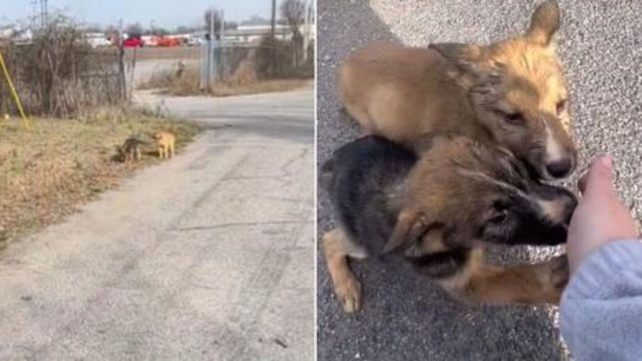 cuccioli e donna