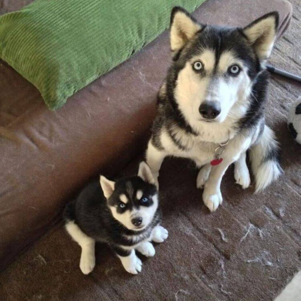 husky e cucciolo