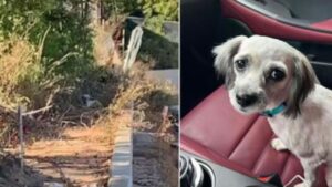 Questo cucciolo di cane dopo l’abbandono trova la strada per raggiungere una seconda possibilità (VIDEO)