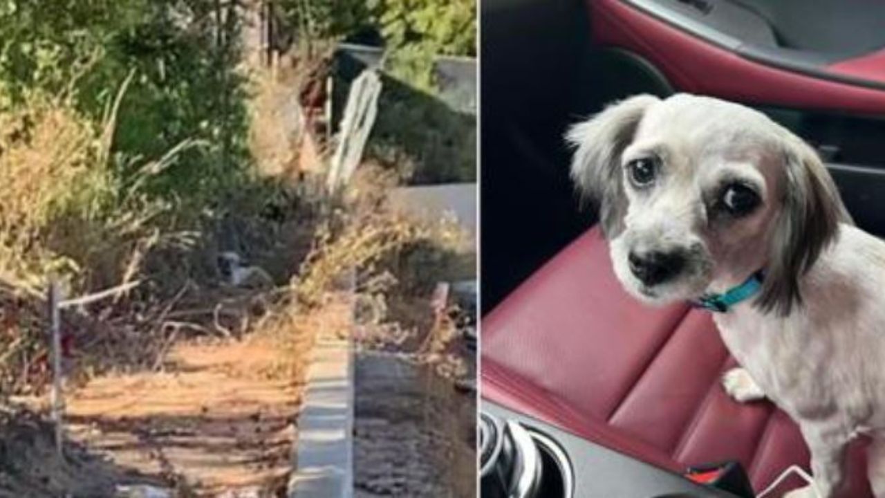 un cucciolo spaventato