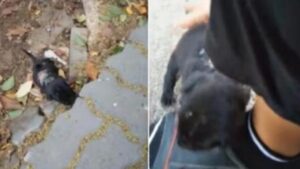 Piccolo cucciolo ferito fa un ultimo disperato tentativo per sopravvivere