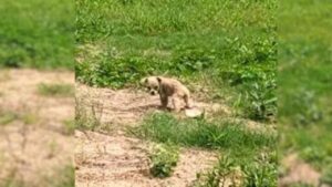 Adorabile cucciolo è stato affamato per giorni prima di essere salvato