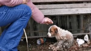 Una donna ha trattenuto i singhiozzi mentre raggiungeva un cucciolo coperto di fango e rifiuti (VIDEO)