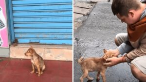 Una cagnolina abbandonata continua a scodinzolare ad ogni passante cercando di attirare l’attenzione di qualcuno