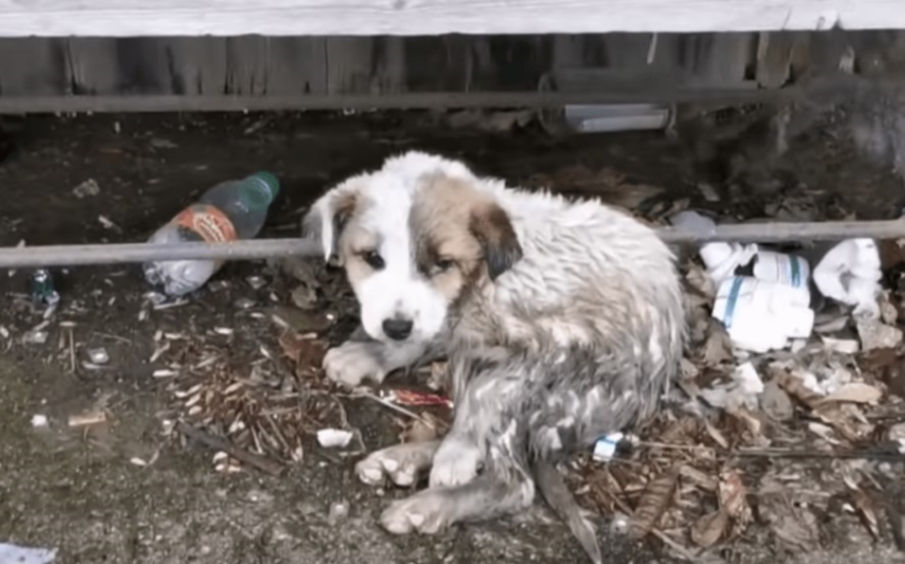 cucciolo nell'immondizia