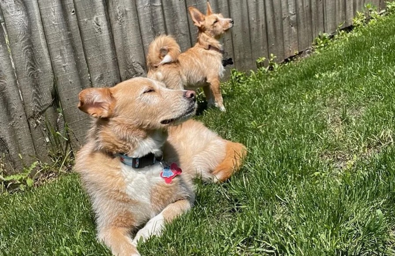 cucciolo e amico