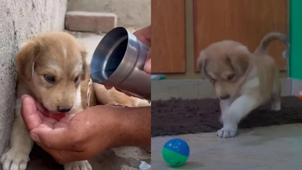 cucciolo salvato dalle macerie