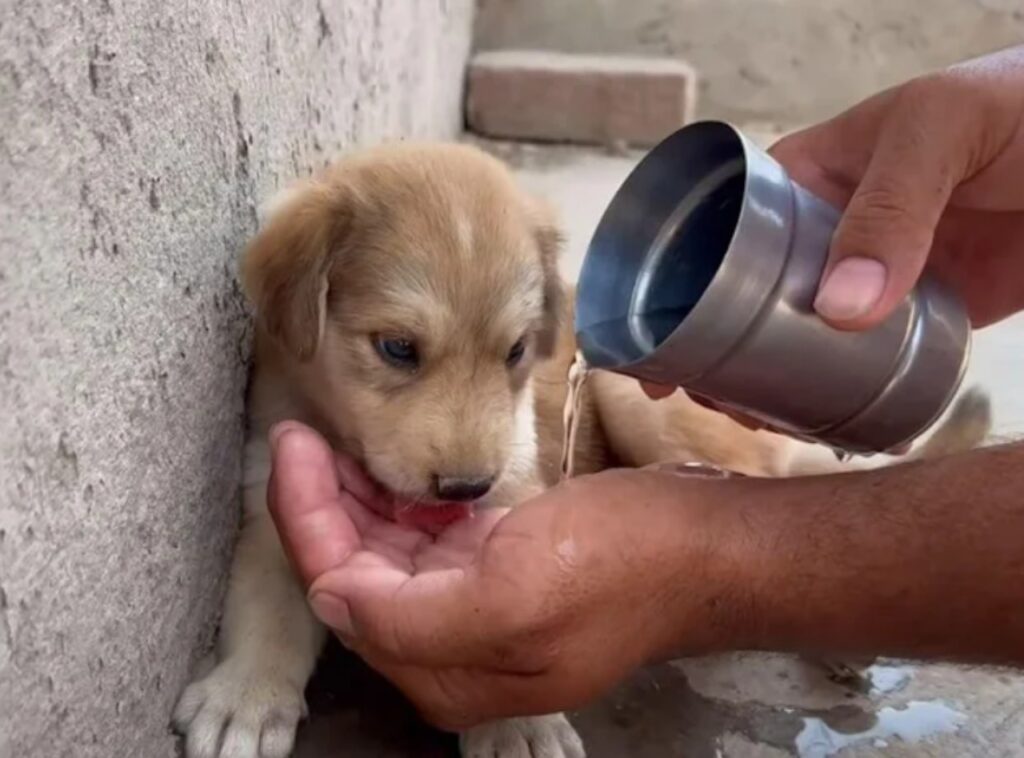 cucciolo salvato dalle macerie