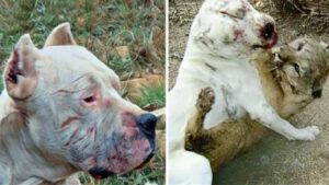 Dogo Argentino rischia la vita per salvare due bambine da un puma (VIDEO)