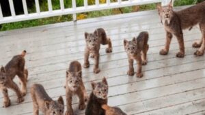 Donna trova una famiglia di linci sul suo balcone che gioca beata