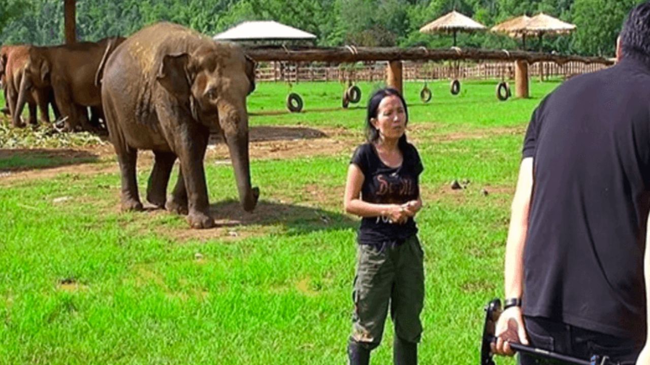 elefante interrompe intervista