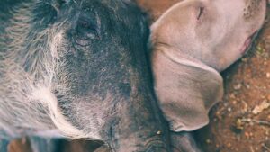 Facocero salvato dalla cattività vive in una famiglia di cagnolini