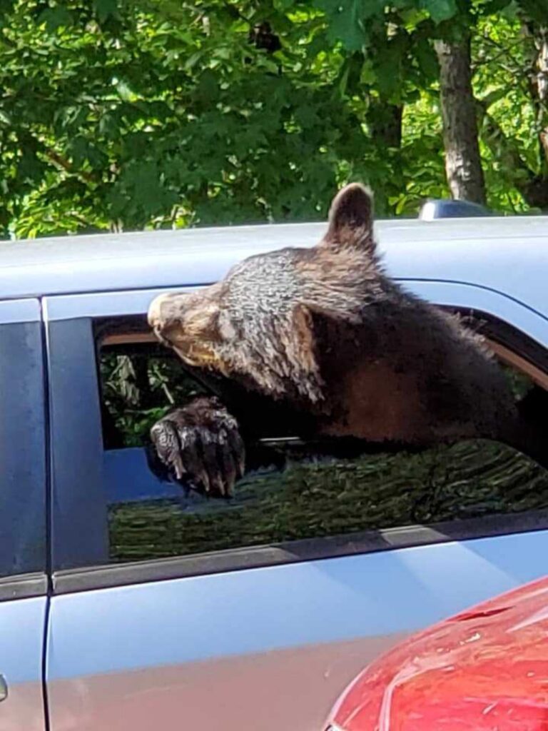 orso nel sedile posteriore