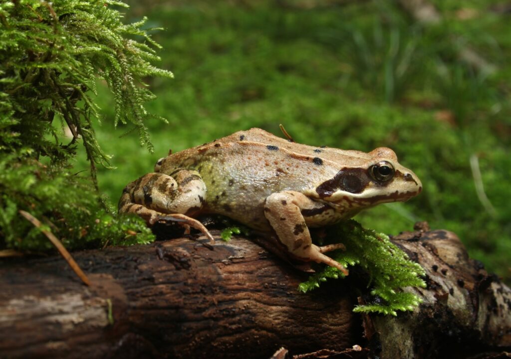 rana alpina in natura