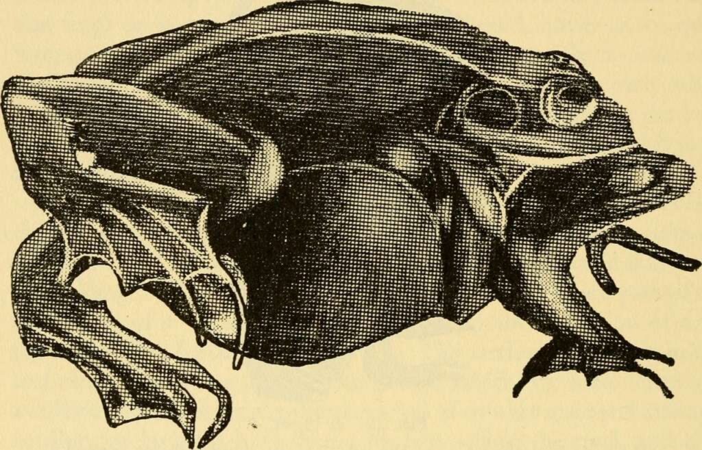 disegno di esemplari di rana