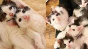 Questi meravigliosi gattini fratelli si rivelano i più dolci che l’uomo abbia mai conosciuto