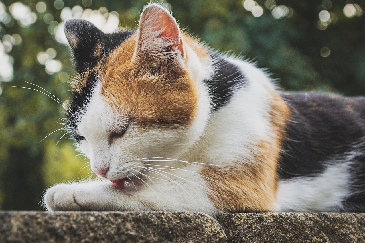 gatti che si leccano