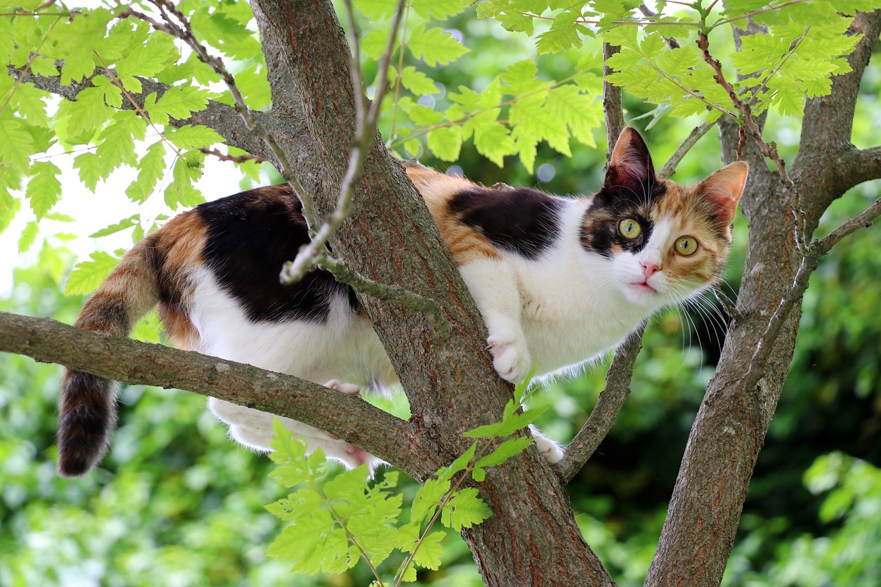 gatti sugli alberi