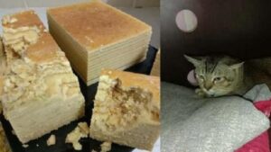 Il gatto ha mangiato una torta su misura e ha messo sottosopra la pasticceria