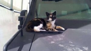 Gatto arruolato nelle forze speciali riceve una cuccia sul carro