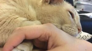 Il gatto birmano Jamie ha trovato un nuovo amore nonostante la sua età