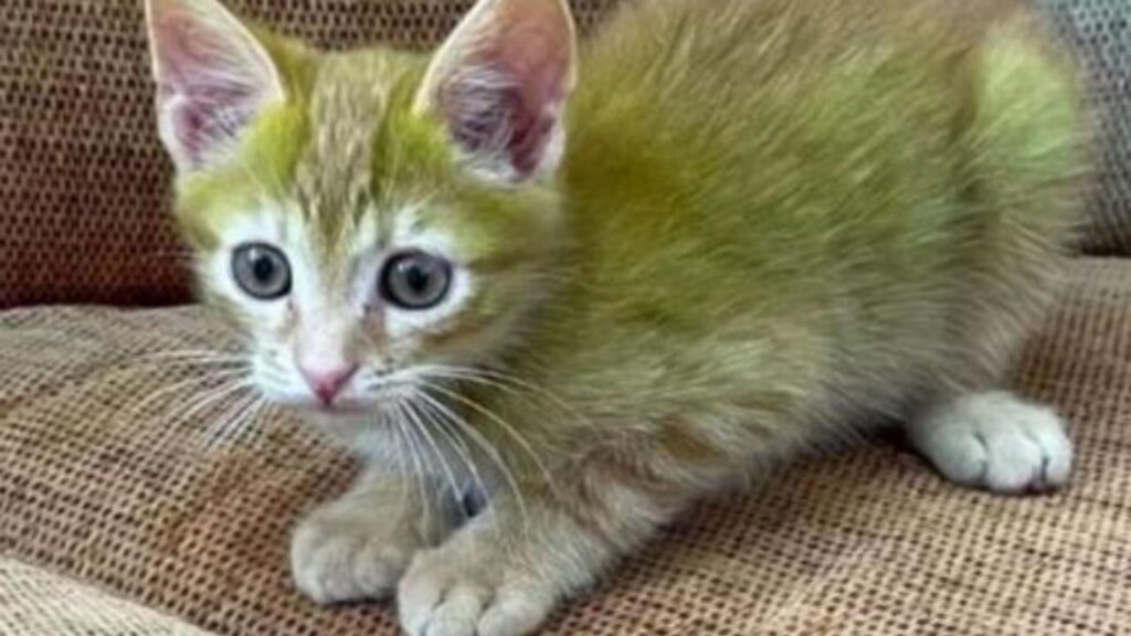 un gattino giallo