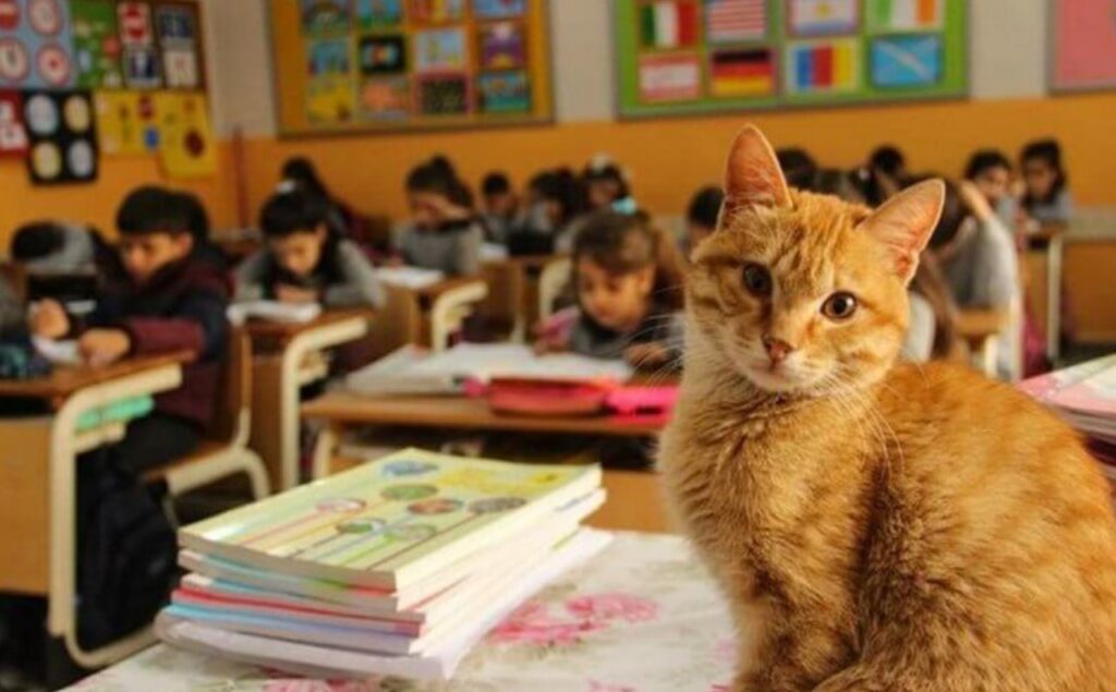 Gatto entra in una scuola