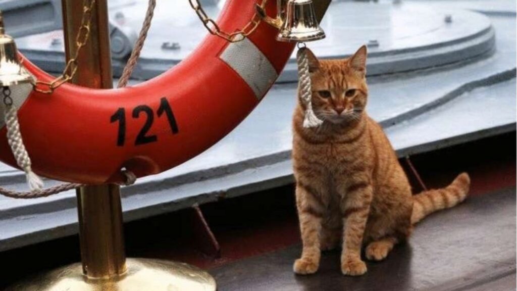 Gatto diventa amico di una squadra di nuoto