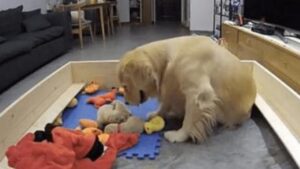 La Golden Retriever cerca di consolare i suoi cuccioli che piangono portando loro i giocattoli.