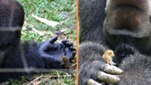 Un enorme gorilla stringe una commovente amicizia con un minuscolo cucciolo di bushbuck