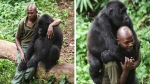 Un uomo dello staff del parco conforta un gorilla che ha appena perso la madre