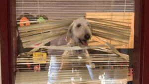 Il Labradoodle segue i bambini a scuola, poi la famiglia riceve la sua foto nell’ufficio del preside