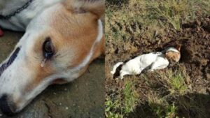 Un cane fedele ha sacrificato la propria vita per salvare i suoi proprietari dai ladri