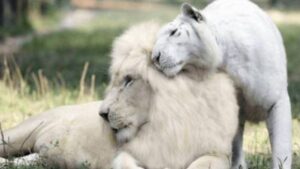 Due animali meravigliosi che condividono un momento storico: un leone e una tigre bianca diventano genitori