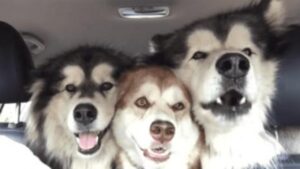 Tre malamute stonati cantano a squarciagola in auto (VIDEO)