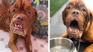 Cagnolina Mastino Francese malata di cancro trova una casa dove trascorrere gli ultimi giorni