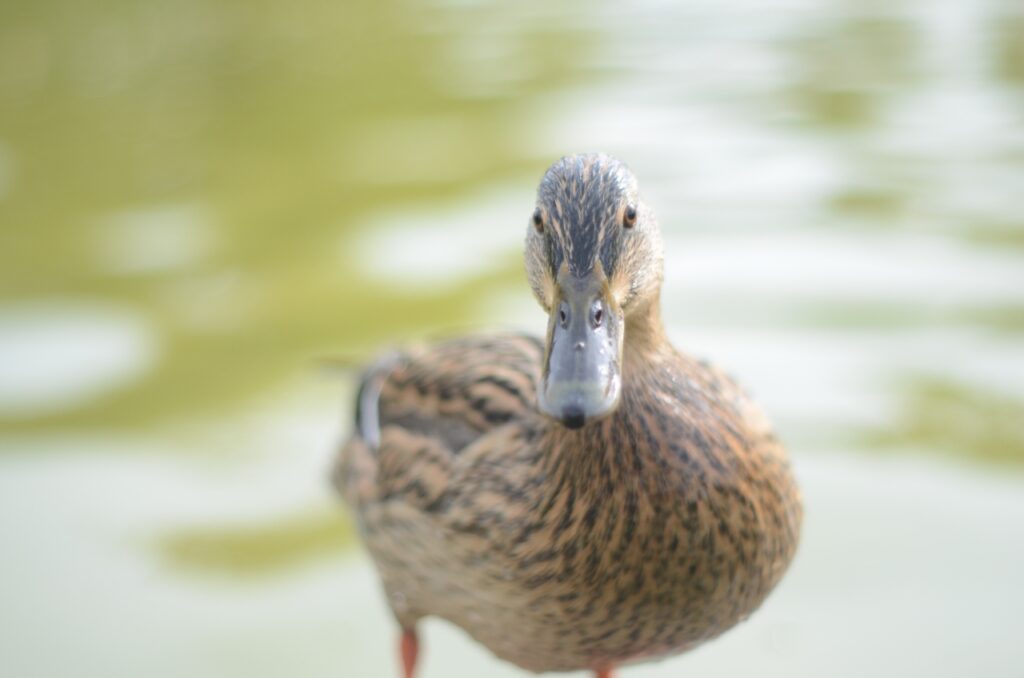 anatra vicino il fiume