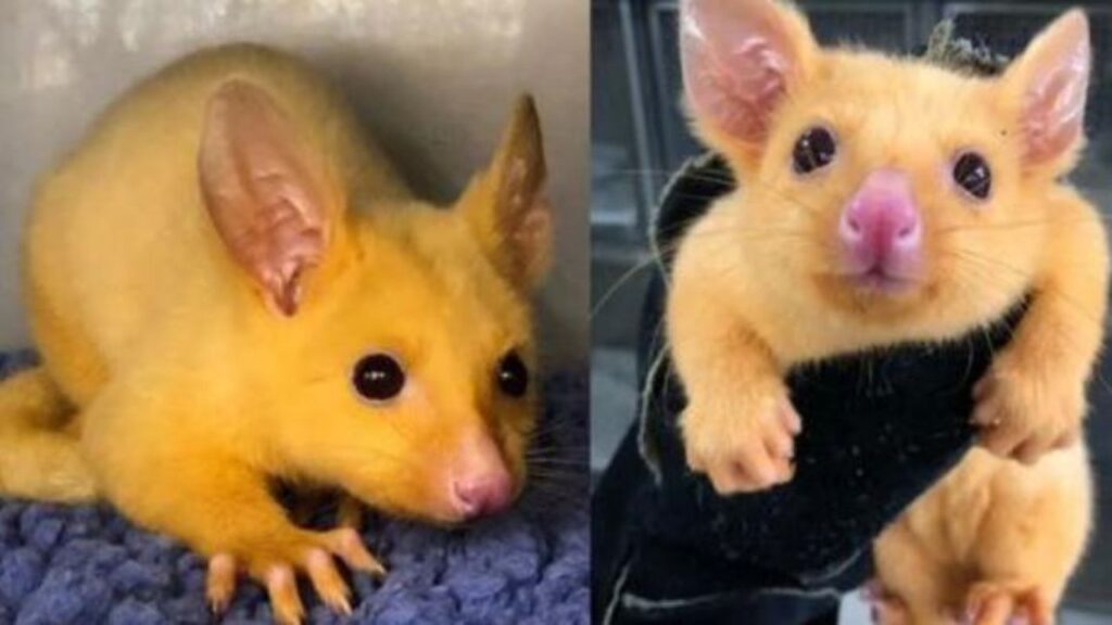 un Opossum giallo