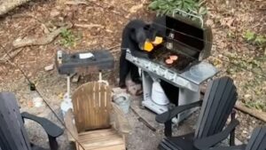 Due orsi fanno incursione durante un barbecue all’aperto e fanno piazza pulita