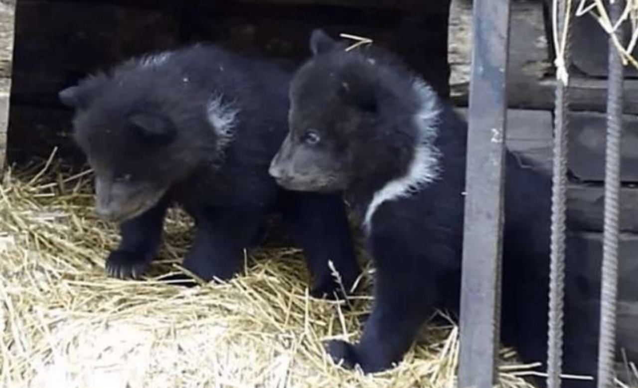 cuccioli di orso